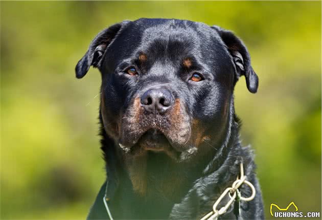 忠诚护主的罗威纳犬，为什么养的人那么少？