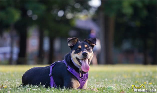 忠诚护主的罗威纳犬，为什么养的人那么少？
