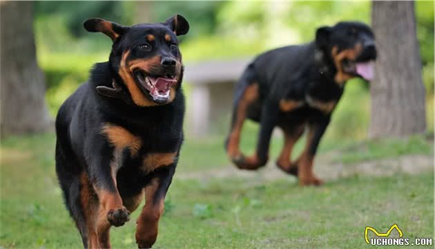 忠诚护主的罗威纳犬，为什么养的人那么少？