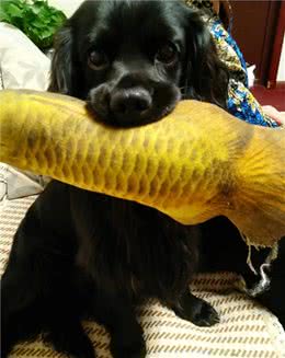 一只命运多舛的可卡犬生活自述（三）长期饭票要反悔