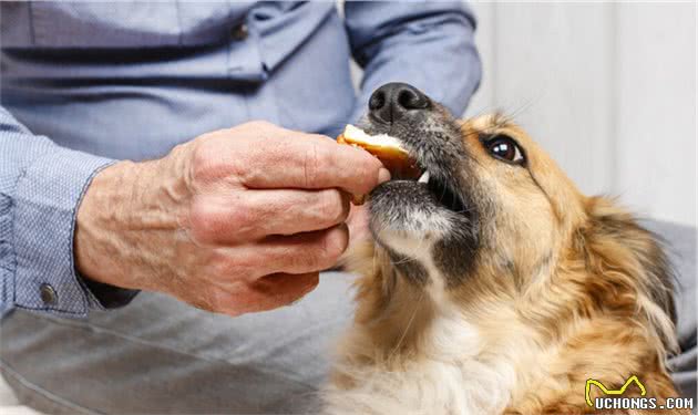 给狗狗吃水果要注意些什么？7条黄金准则教会你正确喂食狗狗水果