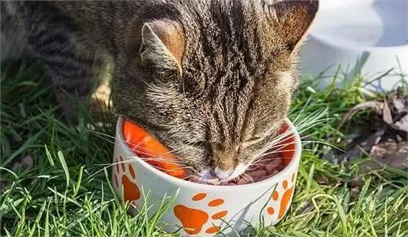 猫咪每天用的食碗有多脏？该如何正确清洗？