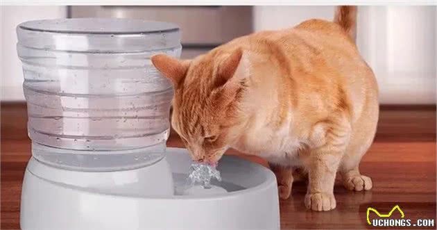 猫咪每天用的食碗有多脏？该如何正确清洗？