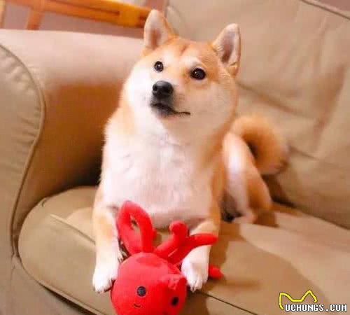 柴犬美毛要吃什么？