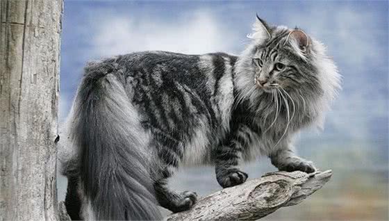 五种不常见的猫咪品种，个个身价不菲，最后一个更是霸气侧漏