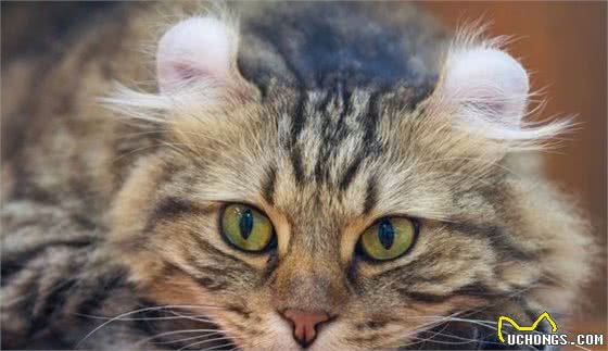 五种不常见的猫咪品种，个个身价不菲，最后一个更是霸气侧漏