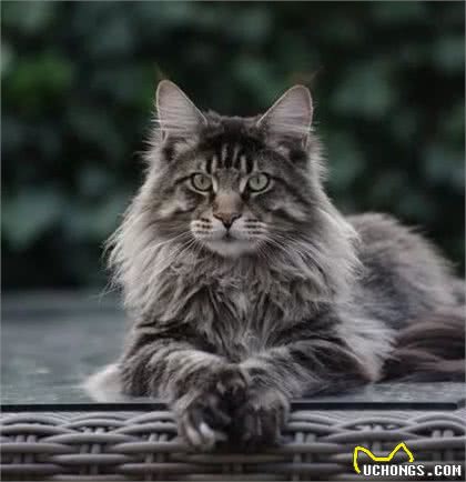 五种不常见的猫咪品种，个个身价不菲，最后一个更是霸气侧漏