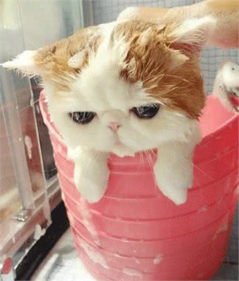 养加菲猫的5大注意事项，了解清楚后，才能养得更好