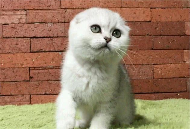 十大最受欢迎的宠物猫品种排行榜