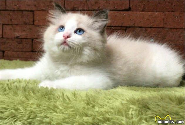 十大最受欢迎的宠物猫品种排行榜