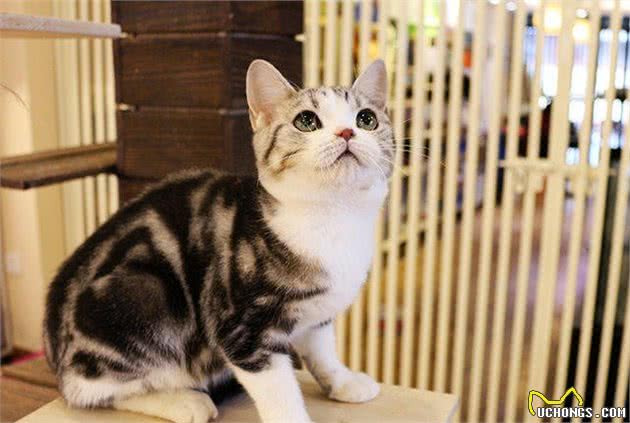 十大最受欢迎的宠物猫品种排行榜