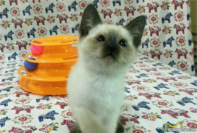 十大最受欢迎的宠物猫品种排行榜