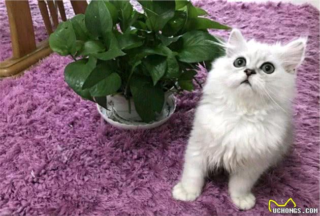 十大最受欢迎的宠物猫品种排行榜