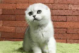 十大最受欢迎的宠物猫品种排行榜