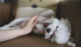 如何正确判断爱犬是否该进行绝育手术（下）