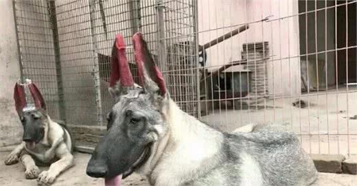 猛犬中的“怪犬4侠”，堪比江南七怪，利益争夺的牺牲品