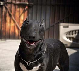 猛犬中的“怪犬4侠”，堪比江南七怪，利益争夺的牺牲品