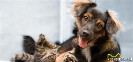 猫与狗为什么天生是冤家？专家的这个实验终于解开了谜团！