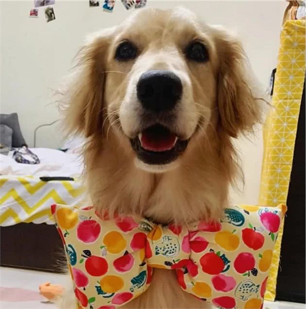金毛幼犬竟淘到，疯狂追着连人都怕的它跑，真是风水轮流转…