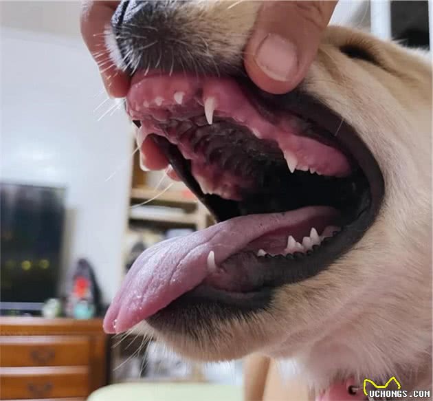 金毛幼犬竟淘到，疯狂追着连人都怕的它跑，真是风水轮流转…