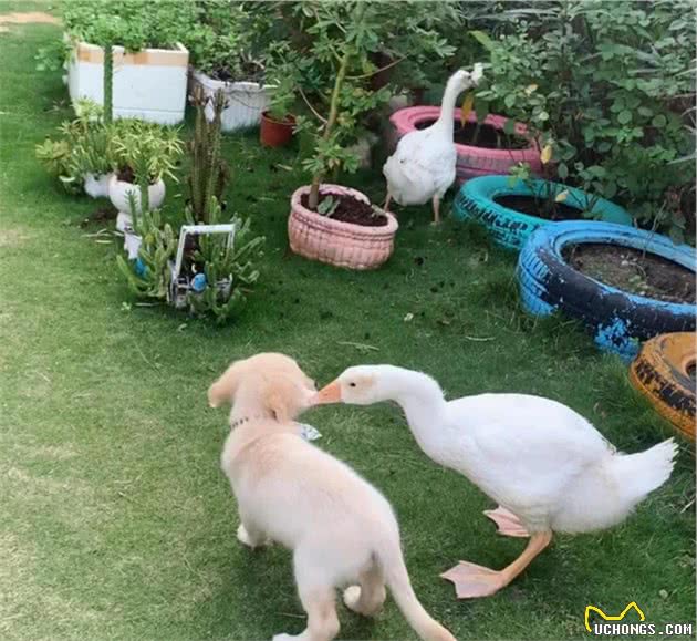 金毛幼犬竟淘到，疯狂追着连人都怕的它跑，真是风水轮流转…