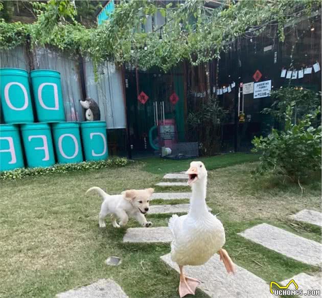 金毛幼犬竟淘到，疯狂追着连人都怕的它跑，真是风水轮流转…