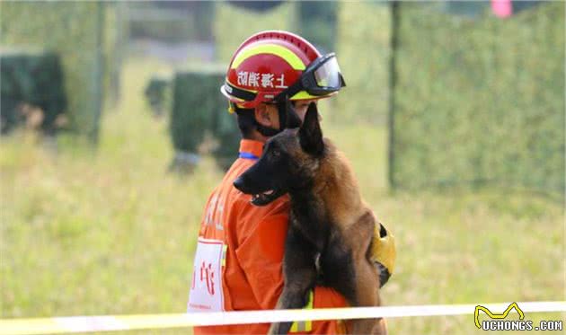 搜救犬“养成记”！如同闯关升级，差一步都不行