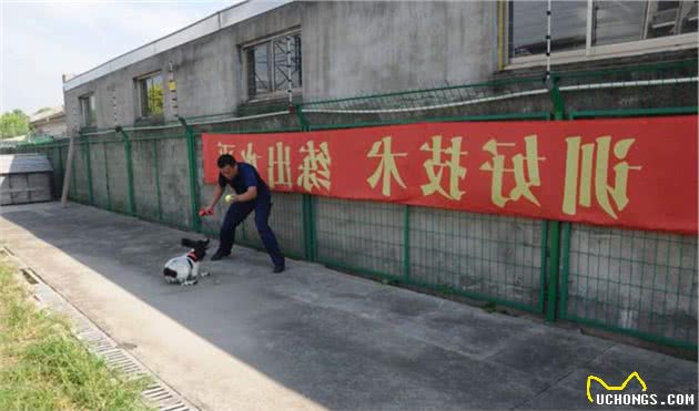 搜救犬“养成记”！如同闯关升级，差一步都不行