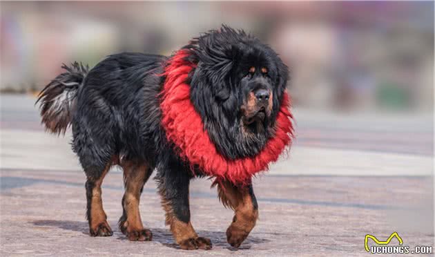 世界十大难以被驾驭的猛犬，你要小心了哦