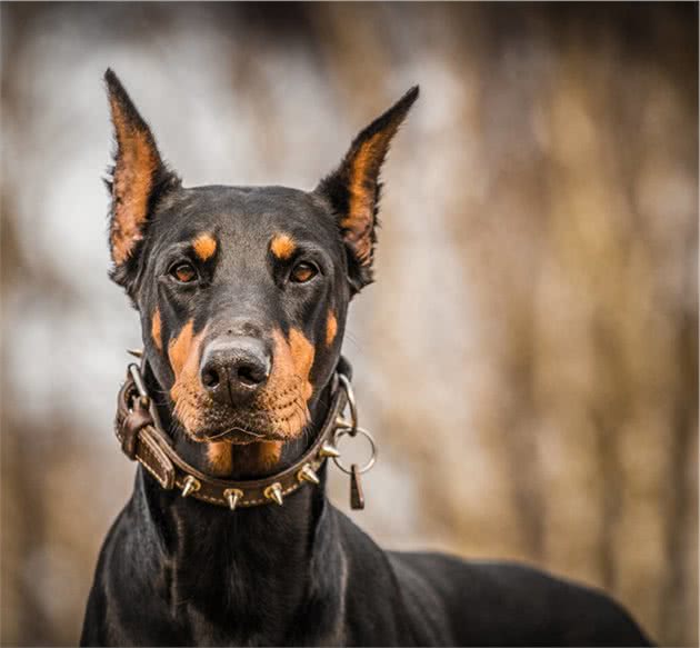 世界十大难以被驾驭的猛犬，你要小心了哦