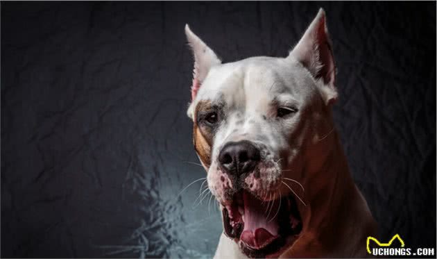 世界十大难以被驾驭的猛犬，你要小心了哦