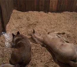 狗狗陪伴孤独小马，每晚都跑来跟它一起睡，靠在它头上安慰它