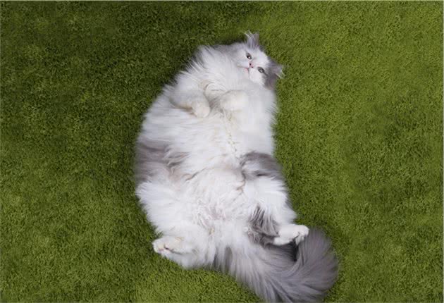 辟谣：干粮是导致猫咪发胖的罪魁祸首？其实猫咪发胖另有原因