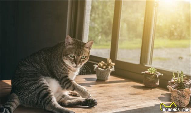 辟谣：干粮是导致猫咪发胖的罪魁祸首？其实猫咪发胖另有原因