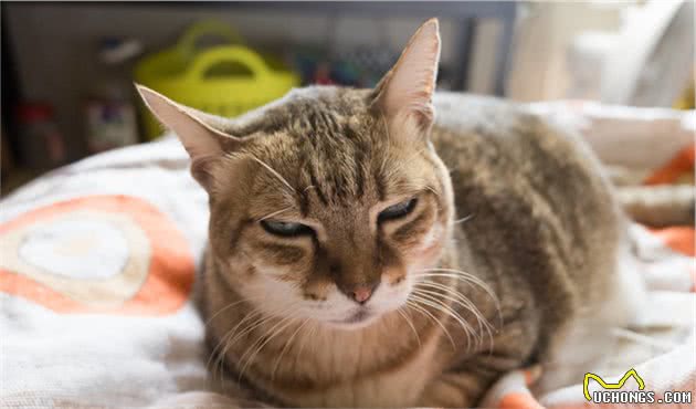 辟谣：干粮是导致猫咪发胖的罪魁祸首？其实猫咪发胖另有原因