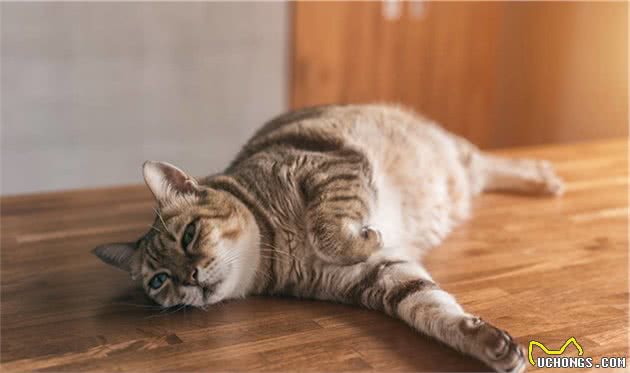 辟谣：干粮是导致猫咪发胖的罪魁祸首？其实猫咪发胖另有原因