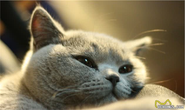 辟谣：干粮是导致猫咪发胖的罪魁祸首？其实猫咪发胖另有原因