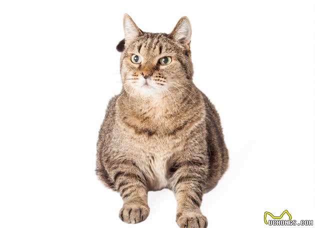 辟谣：干粮是导致猫咪发胖的罪魁祸首？其实猫咪发胖另有原因