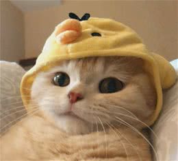 目前最受欢迎的6种“宠物猫”，萌得不像话