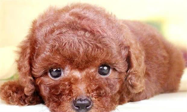 兽医划重点！养泰迪犬之前，最好先了解它容易患的“7种疾病”
