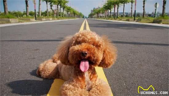 兽医划重点！养泰迪犬之前，最好先了解它容易患的“7种疾病”