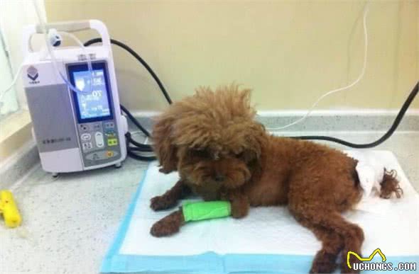 兽医划重点！养泰迪犬之前，最好先了解它容易患的“7种疾病”