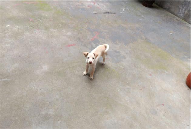 给狗狗正确的洗澡