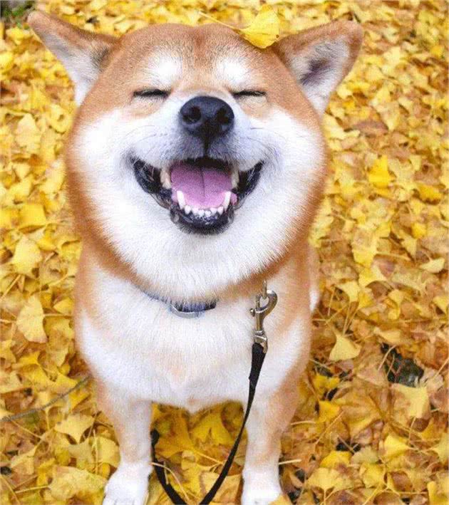 狗狗心力衰竭怎么办