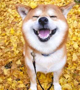 狗狗心力衰竭怎么办