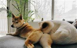 狗狗为啥喜欢闻屁股？真不是“变态”，原因是这几点