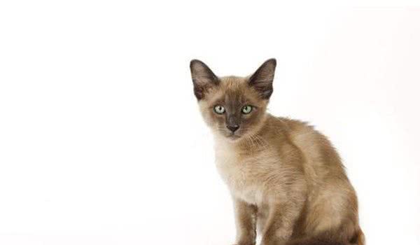 猫的友善程度排名top10埃及猫上榜，第十是招财猫的原型
