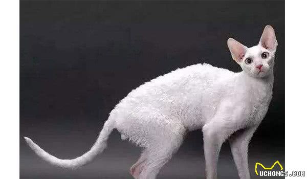 猫的友善程度排名top10埃及猫上榜，第十是招财猫的原型