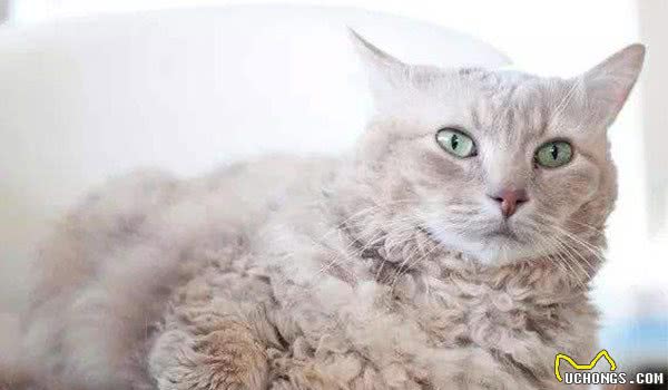 猫的友善程度排名top10埃及猫上榜，第十是招财猫的原型