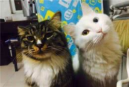 辟谣，猫咪阴阳脸并非色素分布不均，其实是猫咪与它的兄弟合了体